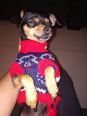 saquitos para pinscher los mantiene con mucho calorcito