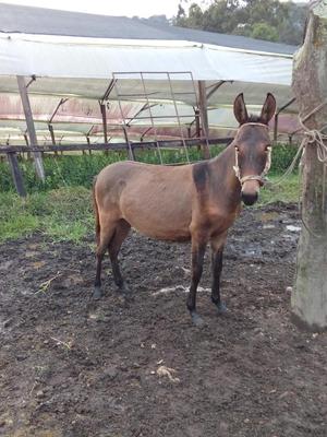 vendo hermosa muleta 11 meses muy clasuda