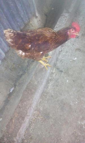 venta de gallinas