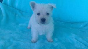 westy West Highland white terrier