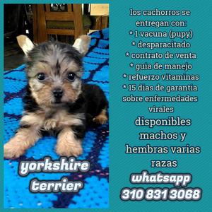 yorkshire terrier e venta por almacen veterinario