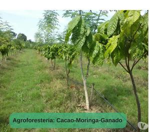 EXPERTOS EN AGROFORESTERIA-CAFE-CACAO-MORINGA