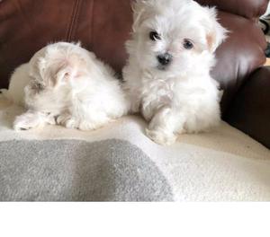 Lovely Teacup Maltese puppies for a new home