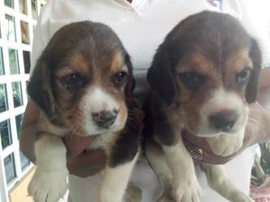 Beagles