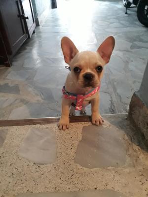 Bulldog Frances