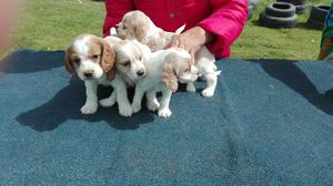 Cachorros Cocker, Venpermuta.