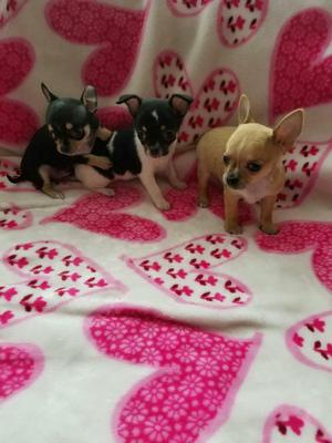 Chihuahuas Miniaturas