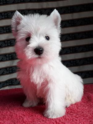En venta excelentes cachorritos west highland white terrier