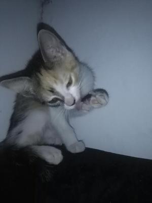 Estoy Buscando Un Hogar.. Adoptame