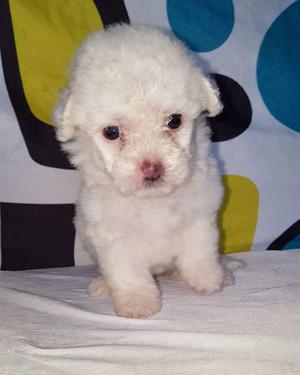 FRENCH POODLE MINI