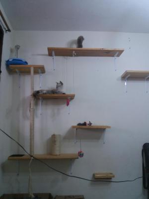 Gimnasio para Gatos.