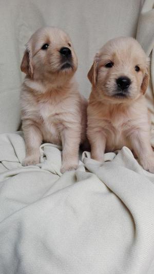 Hermosas Cachorras de Golden Retriever