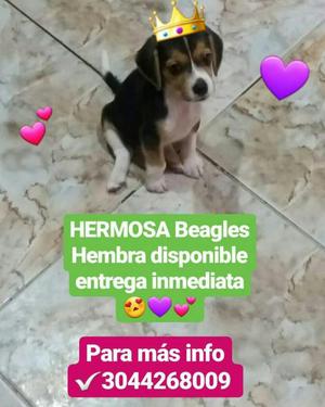 Hermosisima Beagles Hembra
