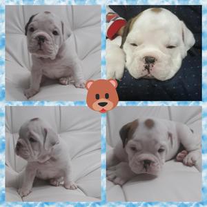 Hermoso Bulldog Ingles