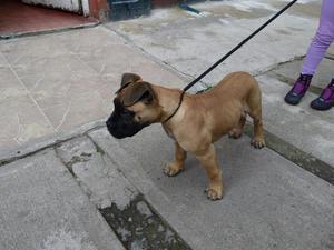 Hermoso Cachorro Bullmastiff