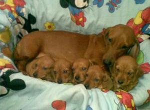 Hermosos Cachorritos Tekel Macho Y Hembr