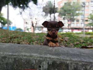 Hermosos Pincher Chihuahua Machos