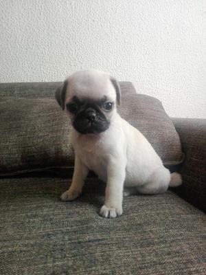 Hermosos Pug 3