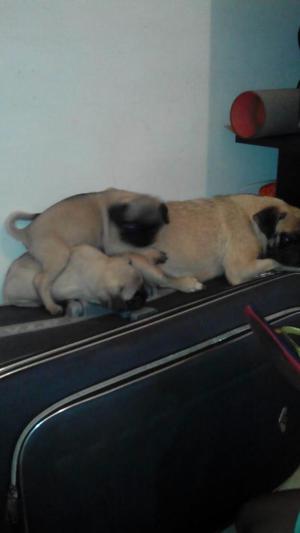 Hermosos perritos Pug mini