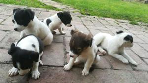 Jack Russell Terrier Vendo Cambio