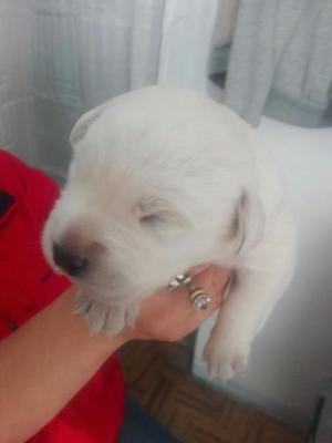 Labradores