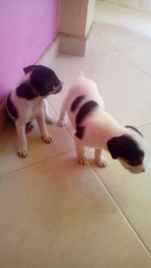 Lindos Cachorros