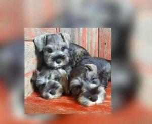 Lindos Schnauzer Minis