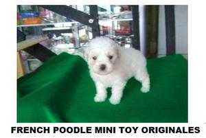 MASCOTICAS Y KANNINOS VENDE FRENCH POODLE MINI TOYS