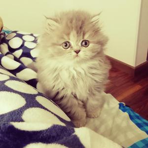 Persiancat