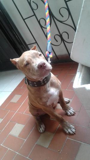 Pitbull American Terri