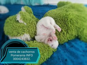 Pomeranea Blanco Cachorros Se Vende