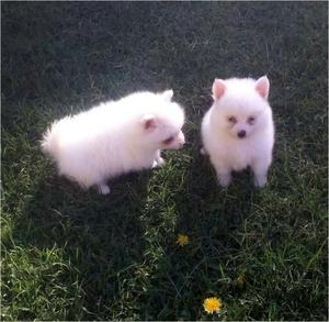 Pomerania Macho Cachorros