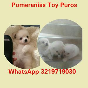 Pomerania Super Pequeños