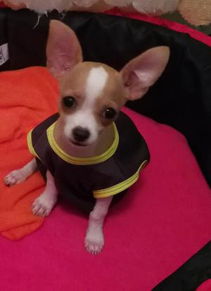 Remato Hermosa Y Unica Chihuahua Mini