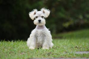 Schnauzer Mini Blancos Machos