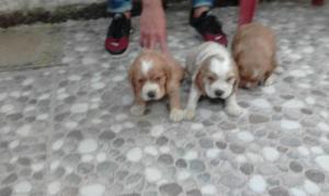 Se Vende Perros Cocker Spaniel