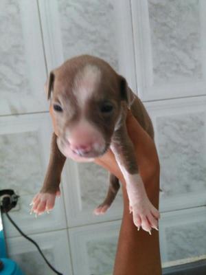 Se Venden Hermosos Pitbull