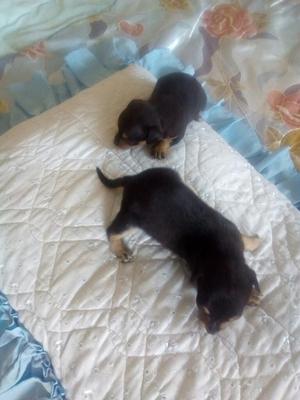 Vendo Cachorritas Pincher Bolsillero