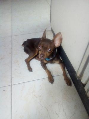 Vendo Cachorro Pincher Miniatura