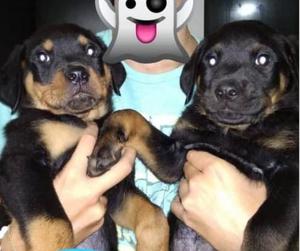 Vendo Cachorros