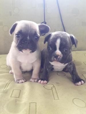 Vendo Cachorros Buldog Frances