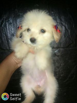 Vendo French Poodle Minitoy Hembra