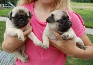 lindos cachorros pug bien bellos