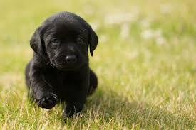 vendo hermosos cachorritos labrador negro excelente genetica