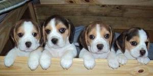 A la venta Hermosos ejemplares Beagle