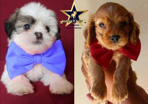 Cachorros EXCLUSIVOS!!! raza SHIH TZÚ y COCKER. ¡un amigo