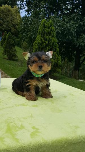 Cachorros Yorqui Terrier