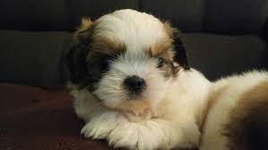 ESPECTACULARES SHIHTZU MINI EN VENTA