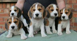 Masscotas Beagles Disponibles