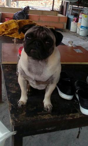 Pug Carlino